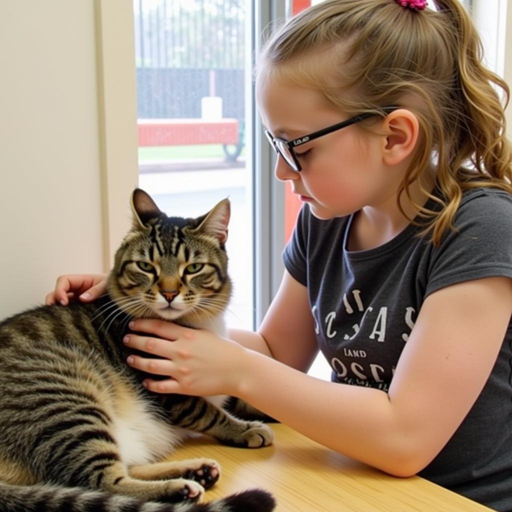 Cat Adoption at Ozark Dale County Humane Society