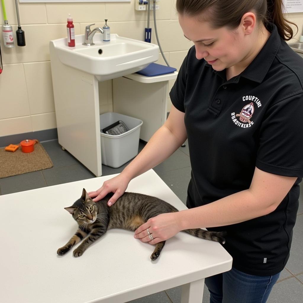 Cat Care at the Pike County Humane Society