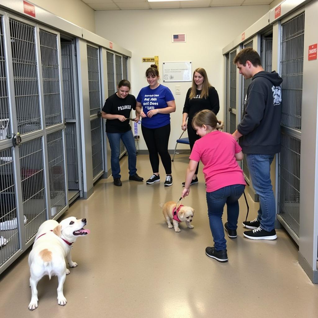 Volunteering at the Plainfield Humane Society