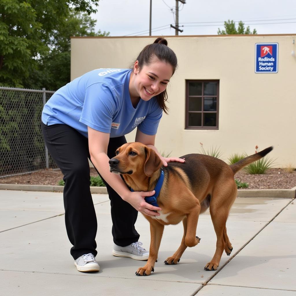 Volunteering at the Redlands Humane Society