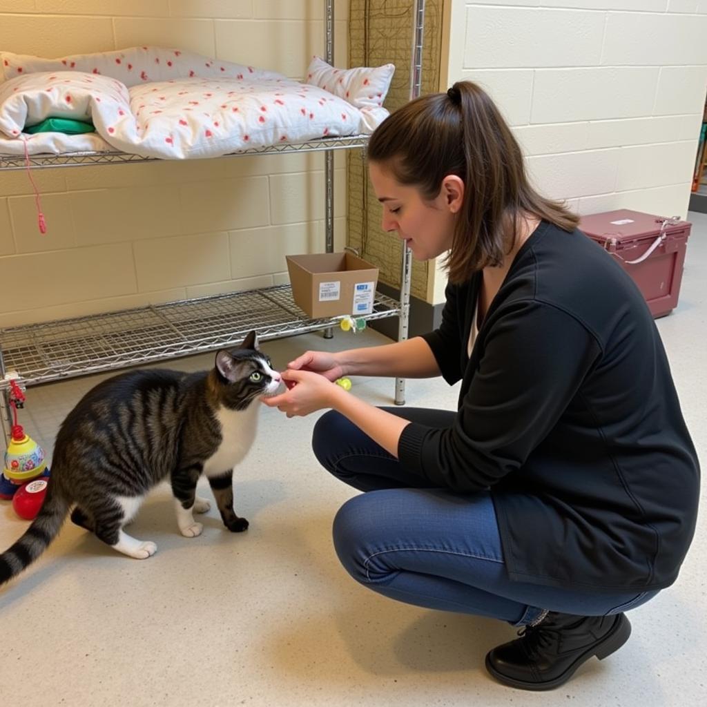 Standish Humane Society Adoption Meet and Greet