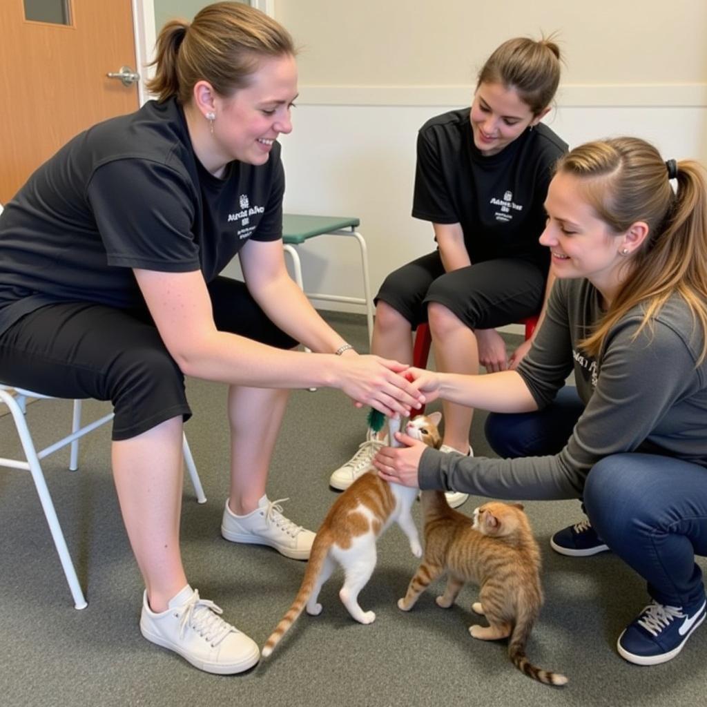 Volunteers Caring for Cats at Three Rivers Humane Society