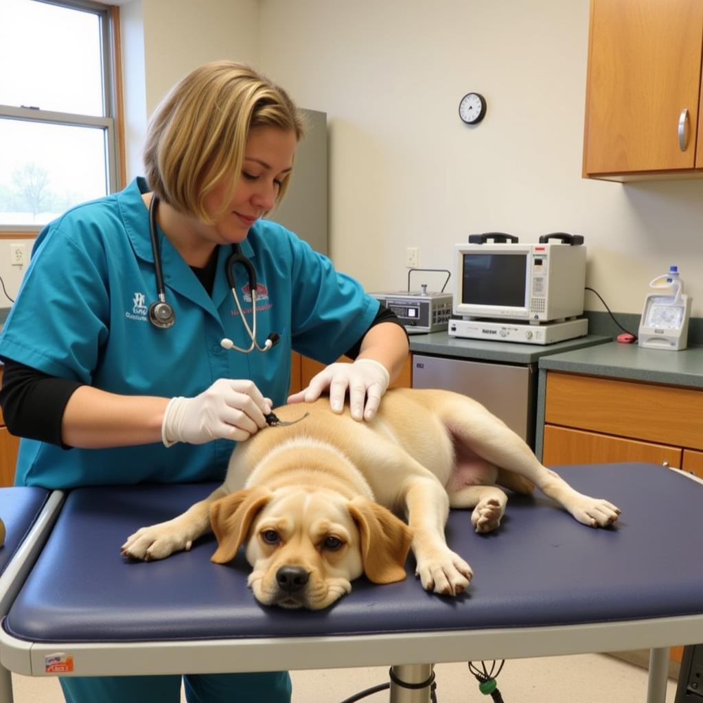 Tri-County Humane Society Vet Checkup