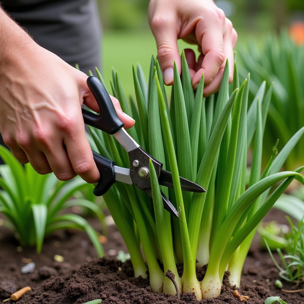 Trimming Society Garlic for Shape and Size