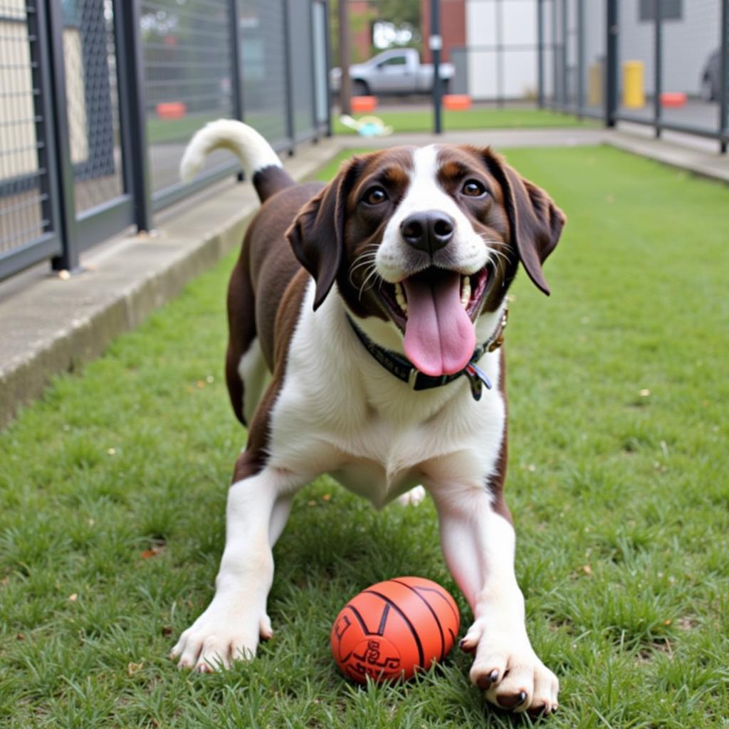 A dog playing at the Vancouver Humane Society