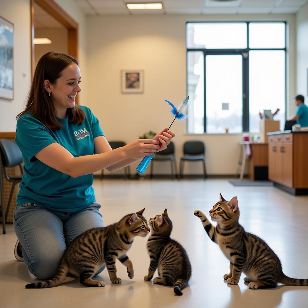 Volunteer Playing with Shelter Cat at Little Traverse Bay Humane Society