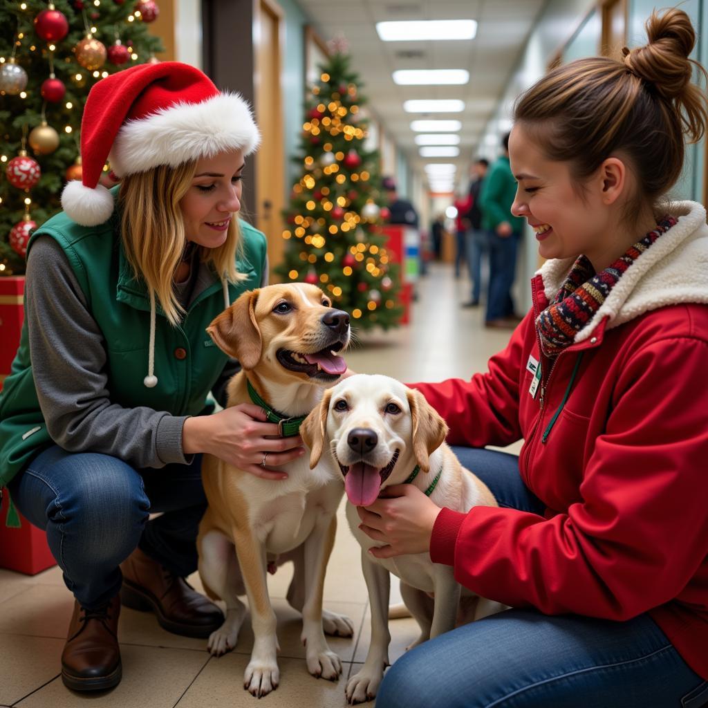 Volunteering at Animal Shelter During Christmas