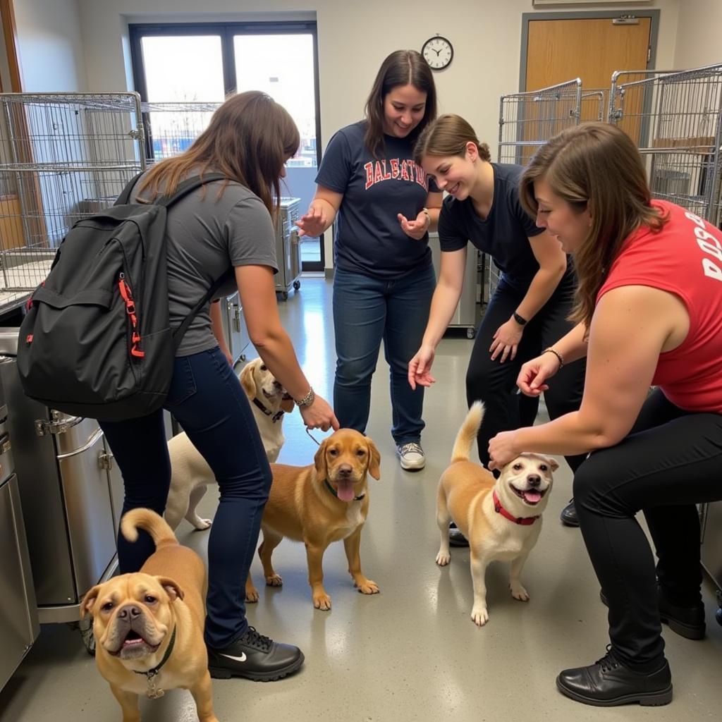 Volunteering at Animal Shelter with Fur People