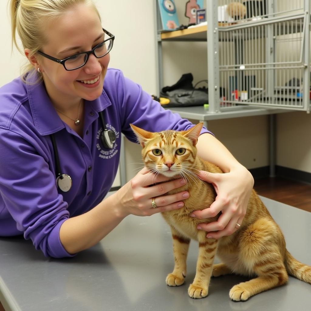 Volunteering at the Franklin County Humane Society in St. Albans