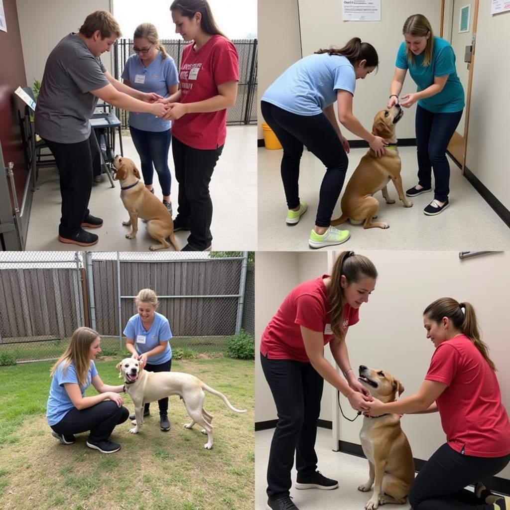 Volunteering at Poulsbo Humane Society