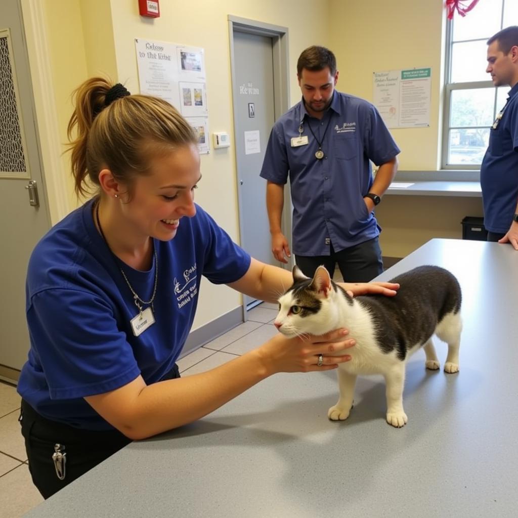 Volunteering at the Verona Street Animal Society Rochester, NY