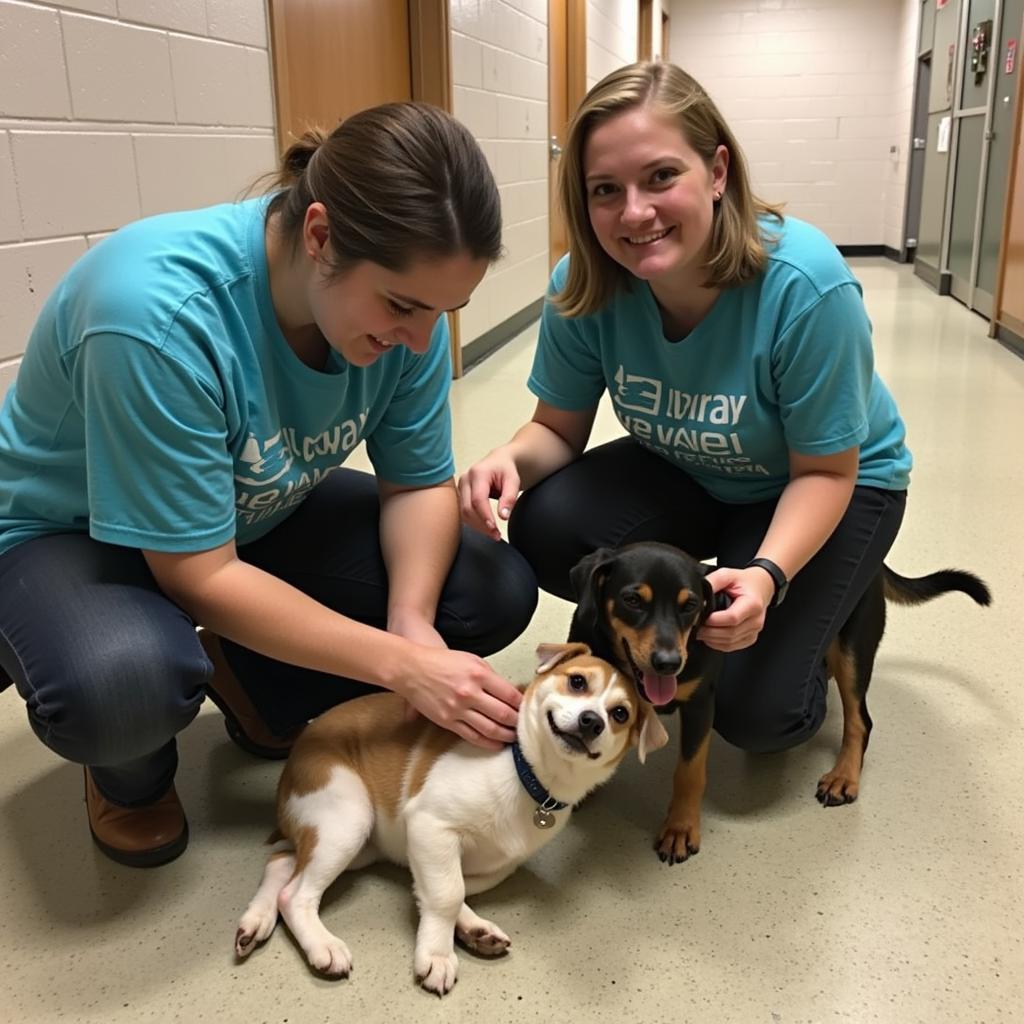 Volunteering at the Humane Society of New Rochelle