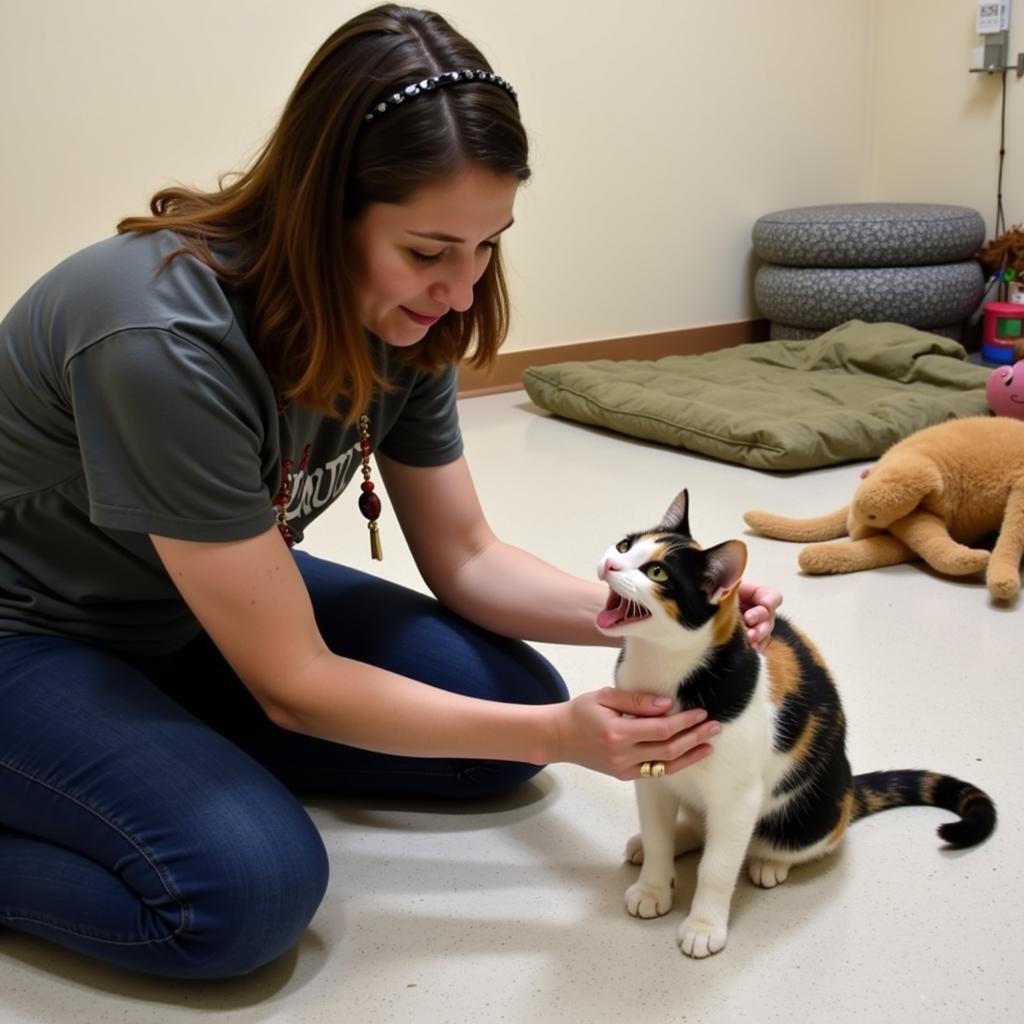 A volunteer at the Washington Area Humane Society gently cares for a rescued cat.