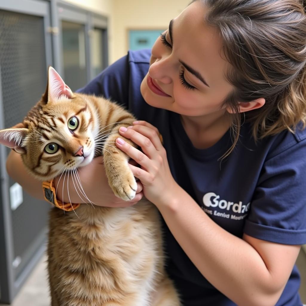 Cat Receiving Cuddles at YAPS