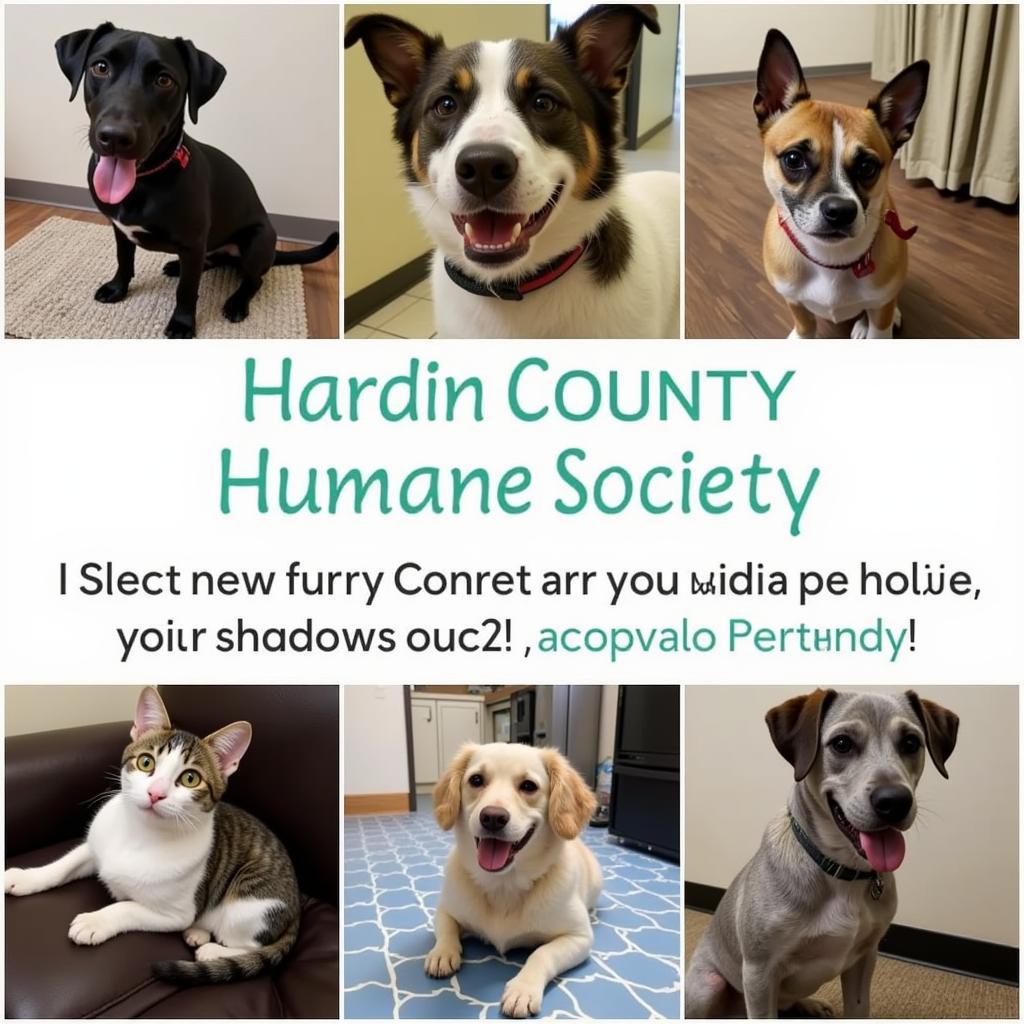 Several adorable cats and dogs await adoption at the Hardin County Humane Society in Kenton, Ohio.  Each animal is shown in a comfortable and appealing setting.