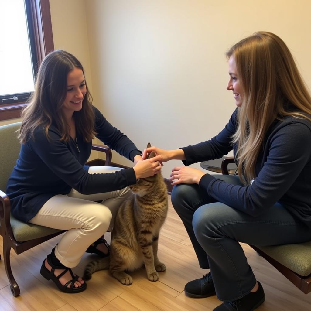 Meeting Your Potential Cat at the Boulder Humane Society