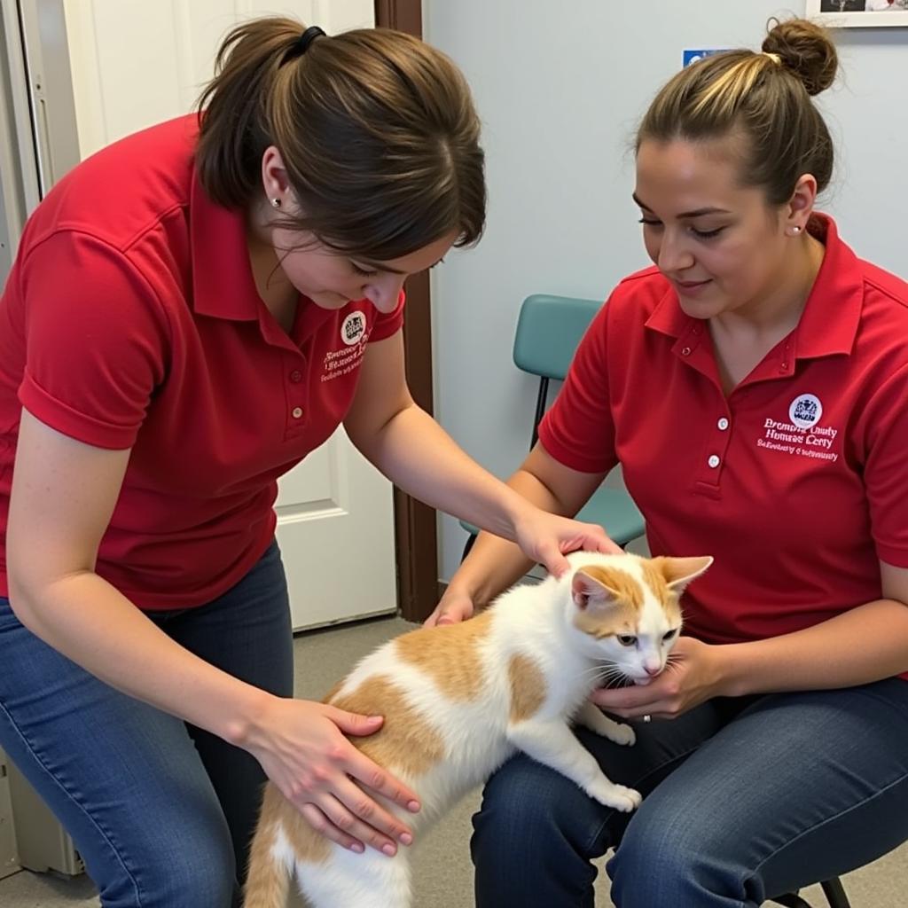 Volunteers caring for cats at the Broome County Humane Society