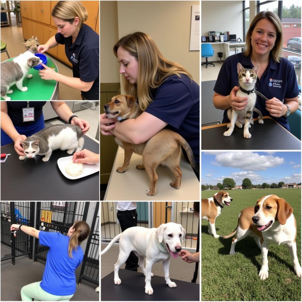 Clinton Humane Society Volunteers Caring for Animals