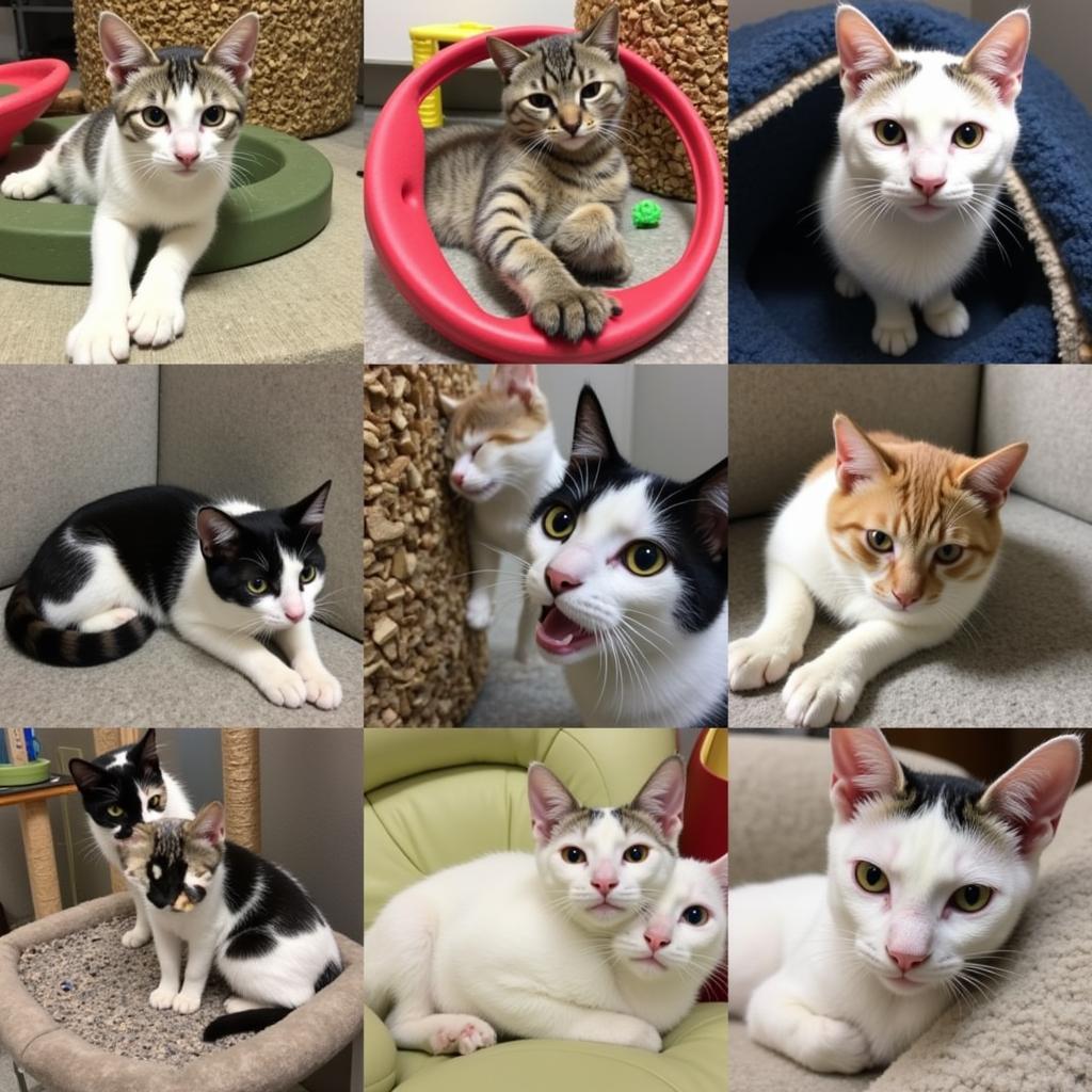 Cat Adoptions at the Cookeville Humane Society