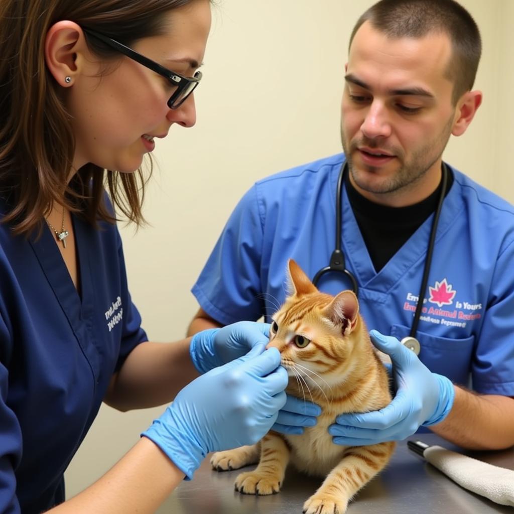 Veterinarian Examining a Rescued Cat