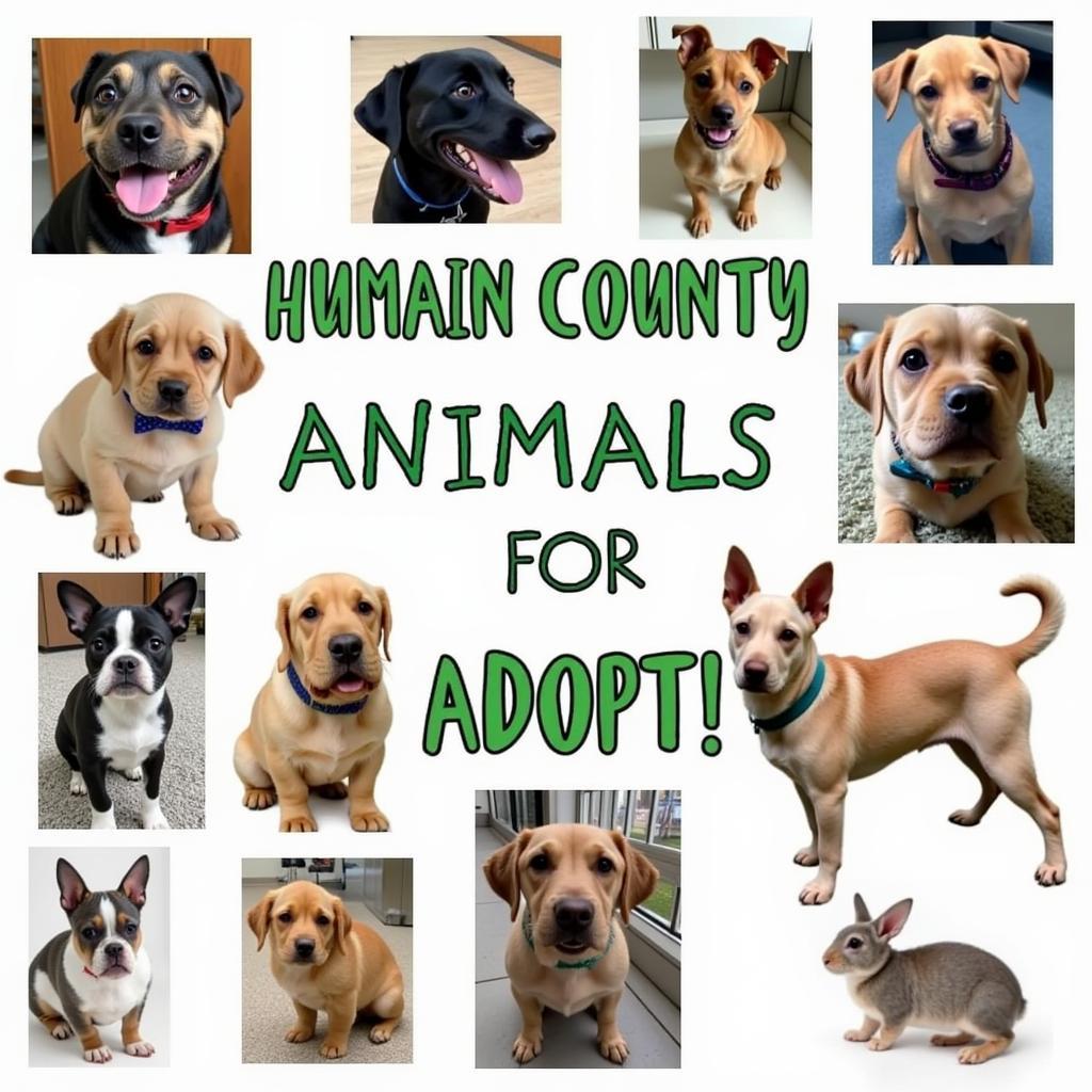 Choosing the right pet at the Lincoln County Humane Society