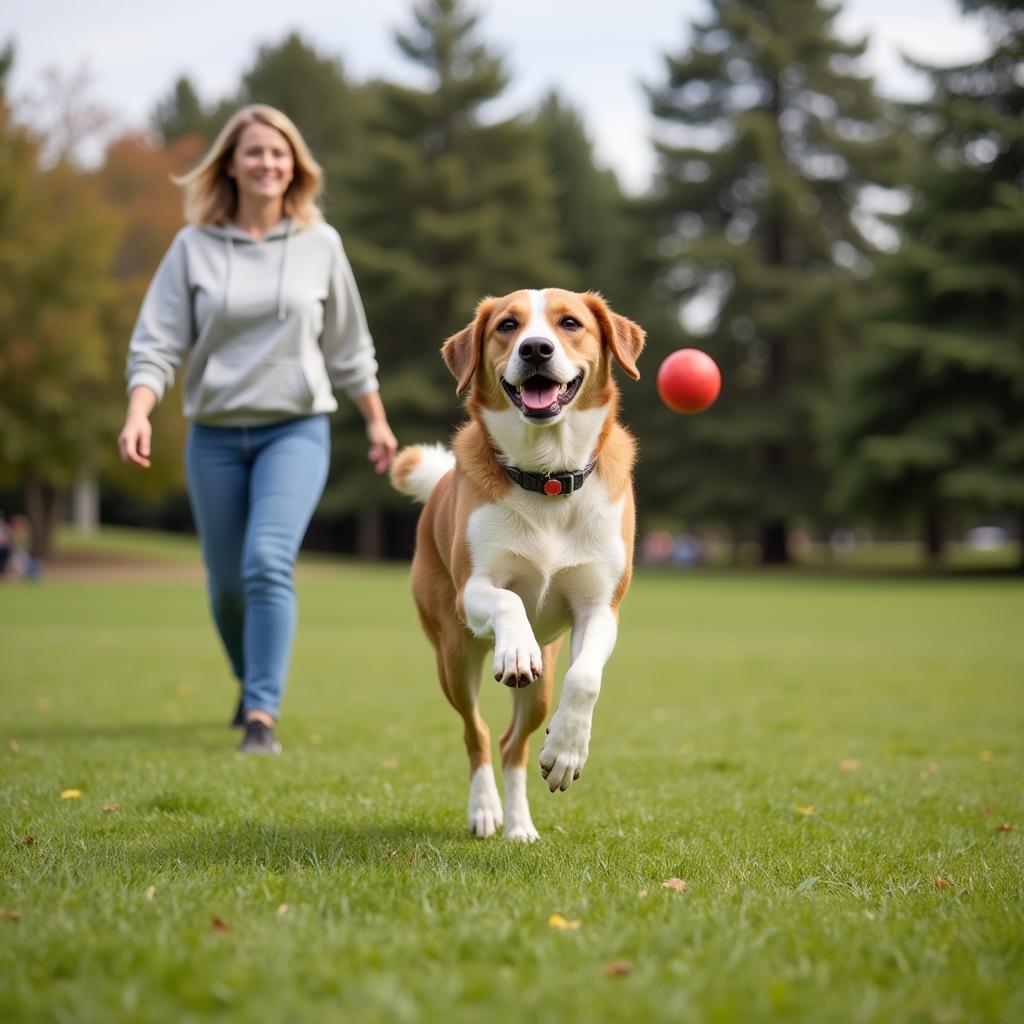 A joyful adopted dog enjoying life in a park.