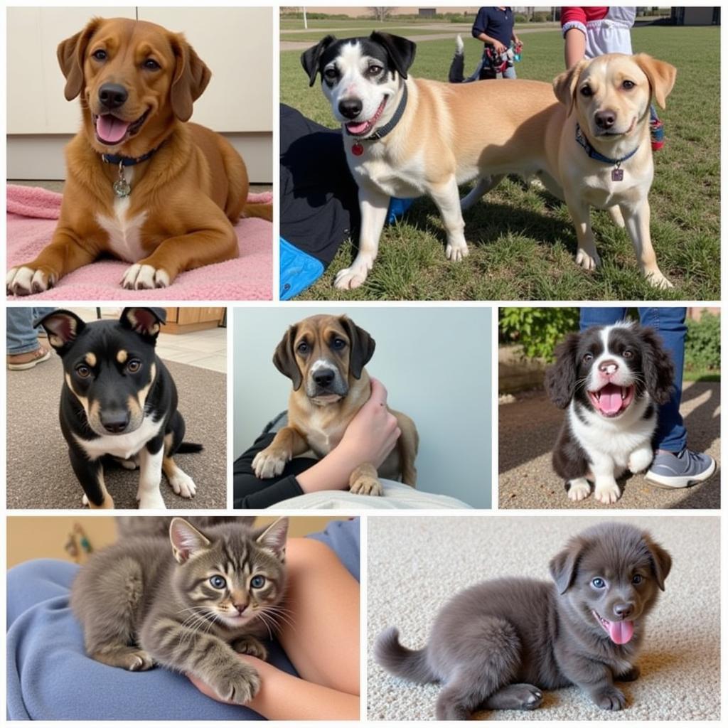 Adoptable Pets at Heartland Humane Society