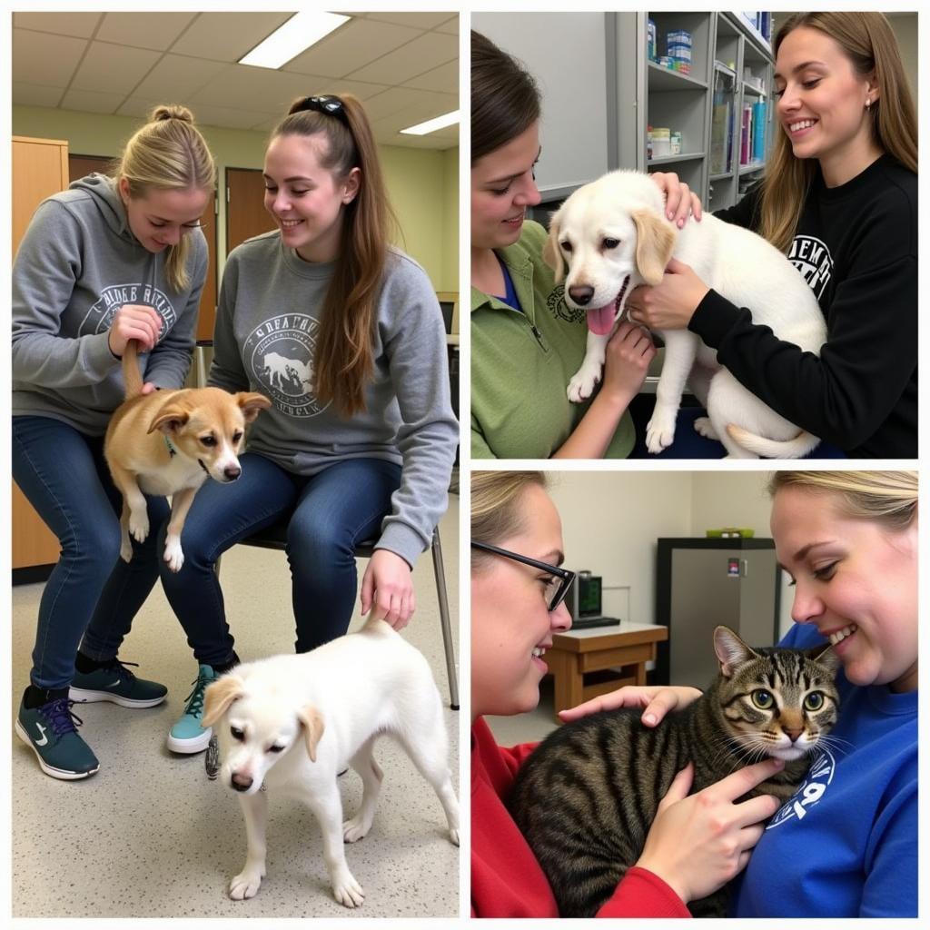 Volunteers Caring for Animals at the Humane Society Farmington MO