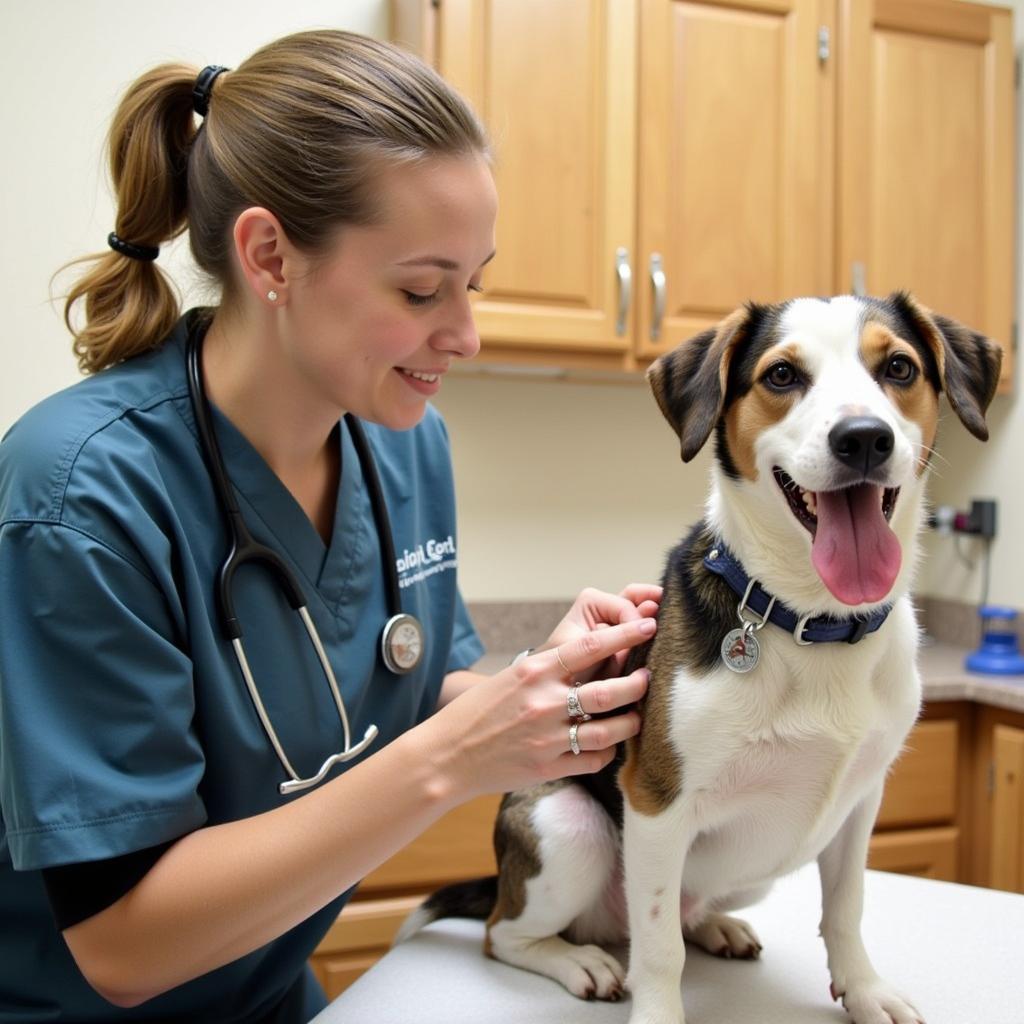 Kingman Humane Society Vet Examining a Dog - A compassionate veterinarian gently examines a dog, providing reassurance and a thorough health check.