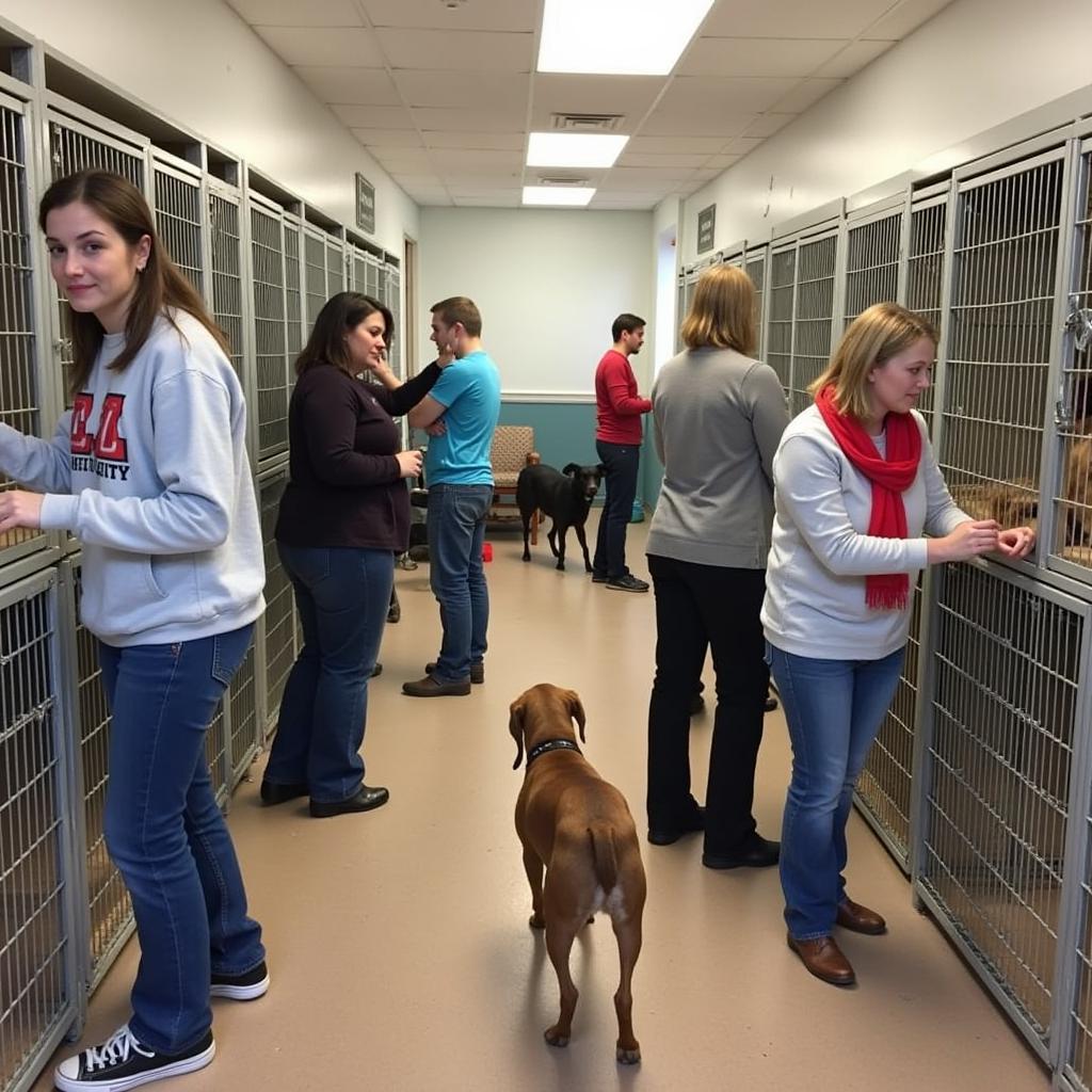 Volunteering at the Laconia NH Humane Society