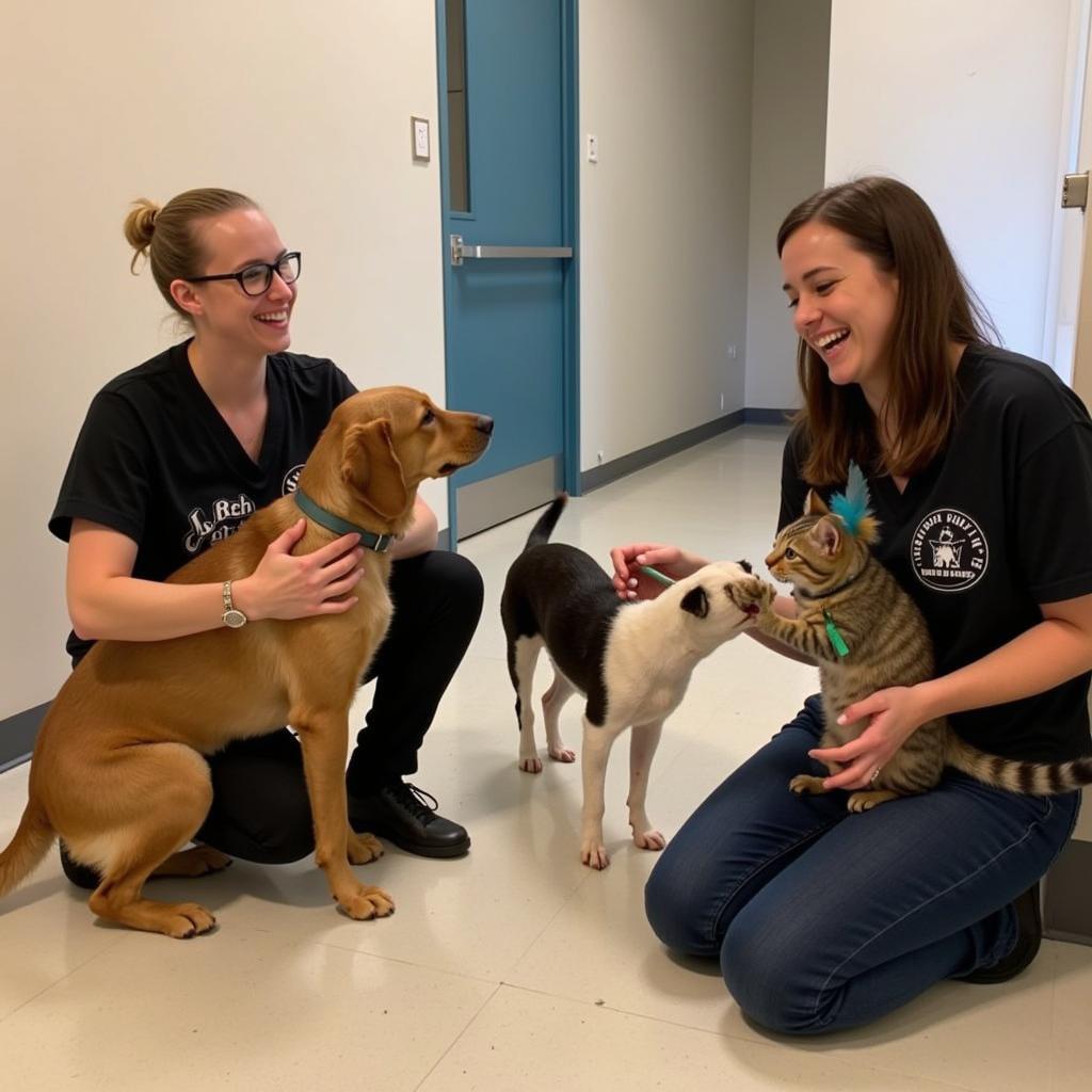 Volunteers Playing with Animals at the Macomb Humane Society Clinic