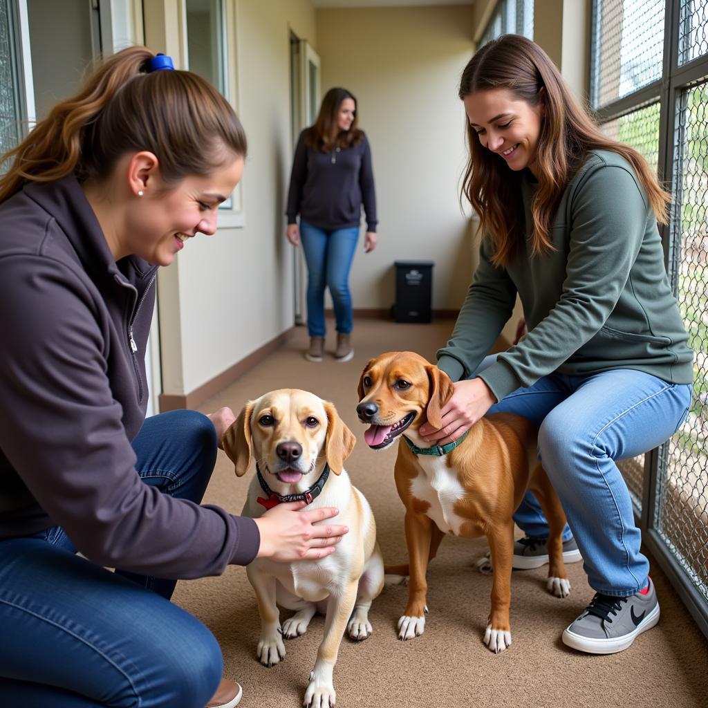 Volunteers at the NB Humane Society caring for animals