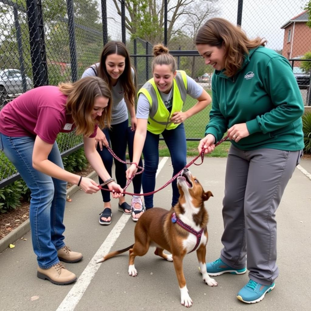 Sonoma Humane Society Healdsburg Volunteering