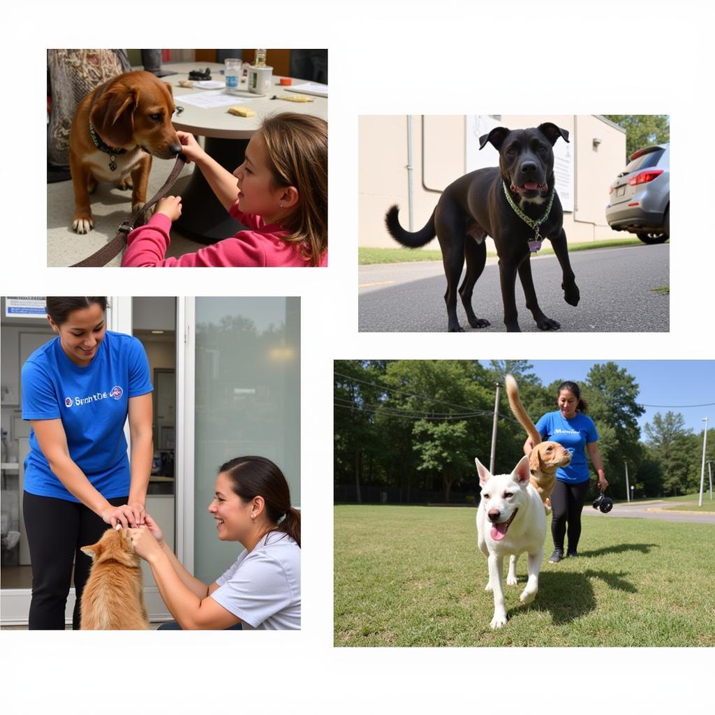 Volunteers interacting with animals at BrightSide Humane Society in Redmond, OR