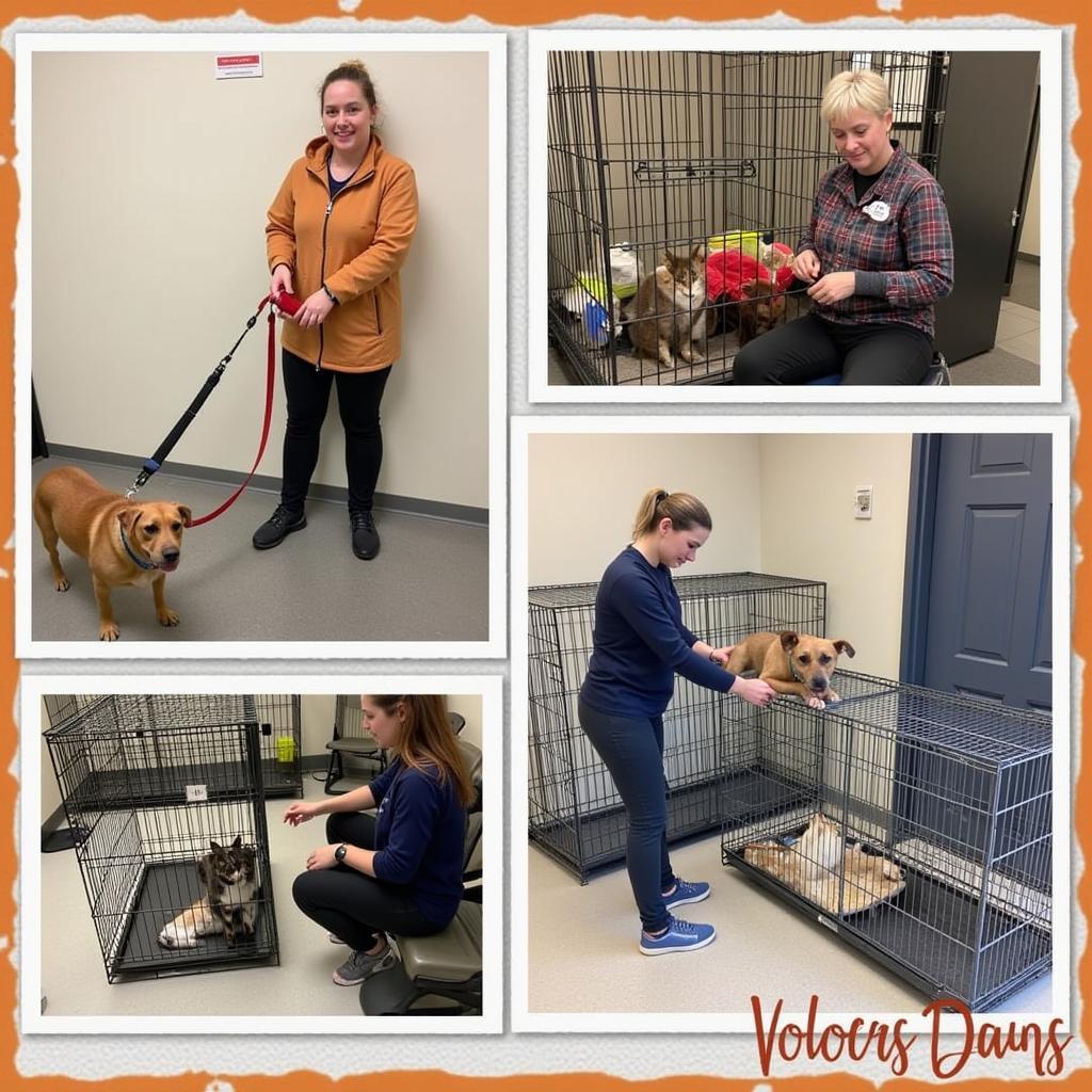 Volunteering at the Wicomico County Humane Society