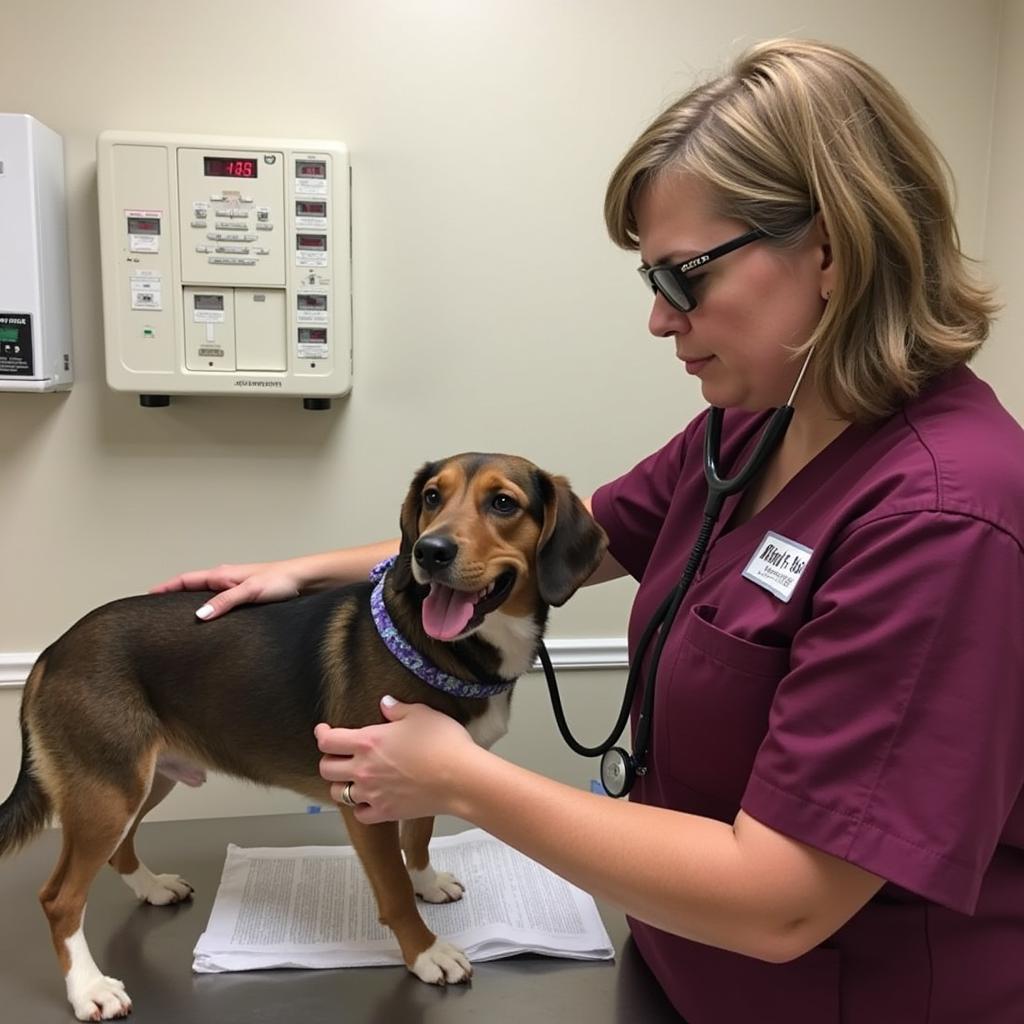 Veterinarian Providing Medical Care at Aggie Humane Society