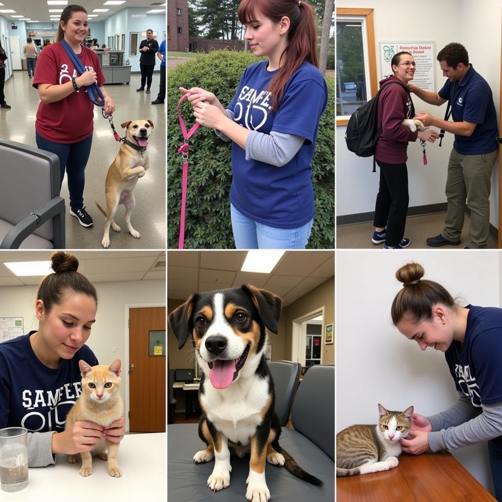 Volunteers at the Brunswick Maine Humane Society caring for animals