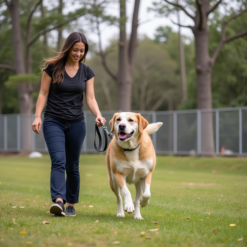 A volunteer at the Danbury Animal Welfare Society walking a dog