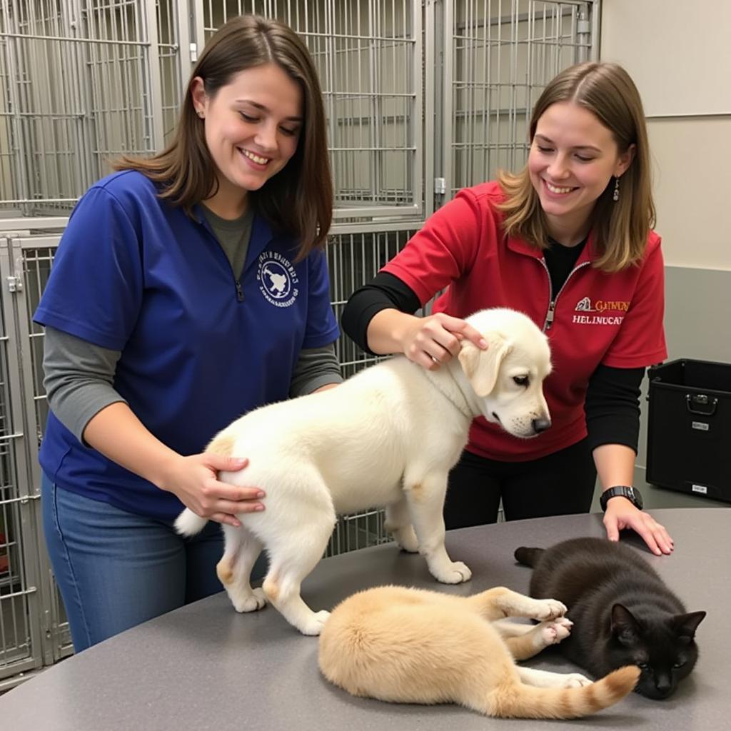 Gateway Humane Society Falls Creek Volunteering