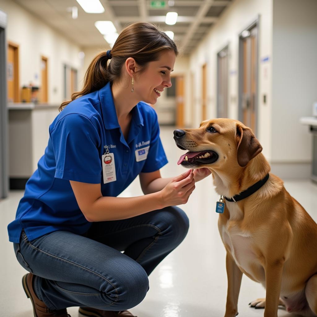 Humane Society Employee Connecting with an Animal