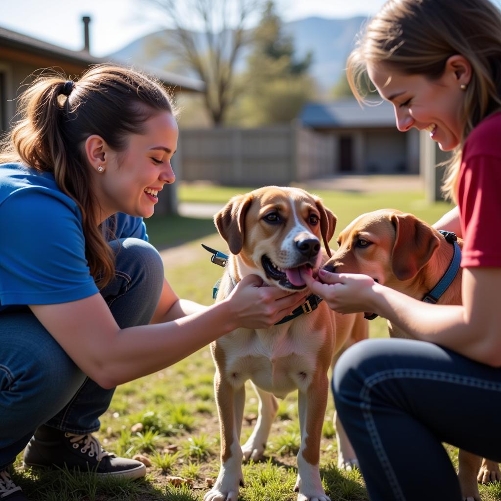 Volunteers at the Humane Society of Springfield MO