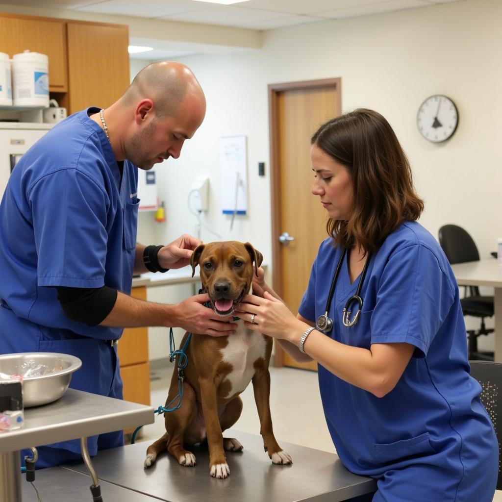 Low-Cost Veterinary Care at SAHS