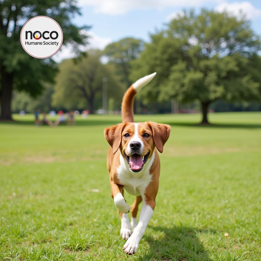 A Noco Humane Society dog playing happily