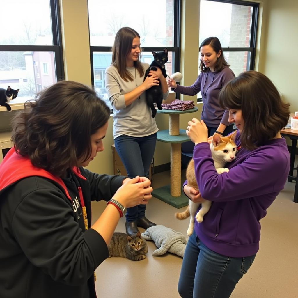 Volunteers interacting with cats at the NWGA Humane Society