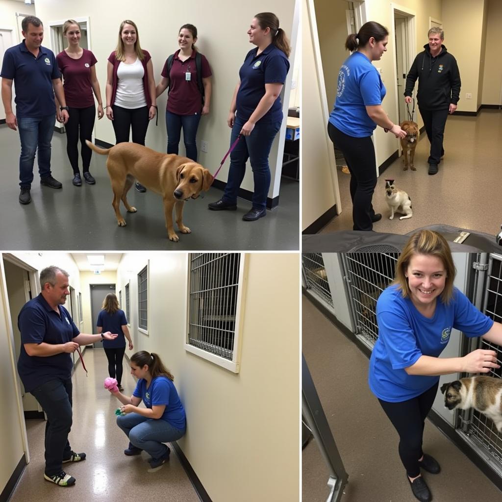 Volunteers caring for animals at the Ozark Humane Society