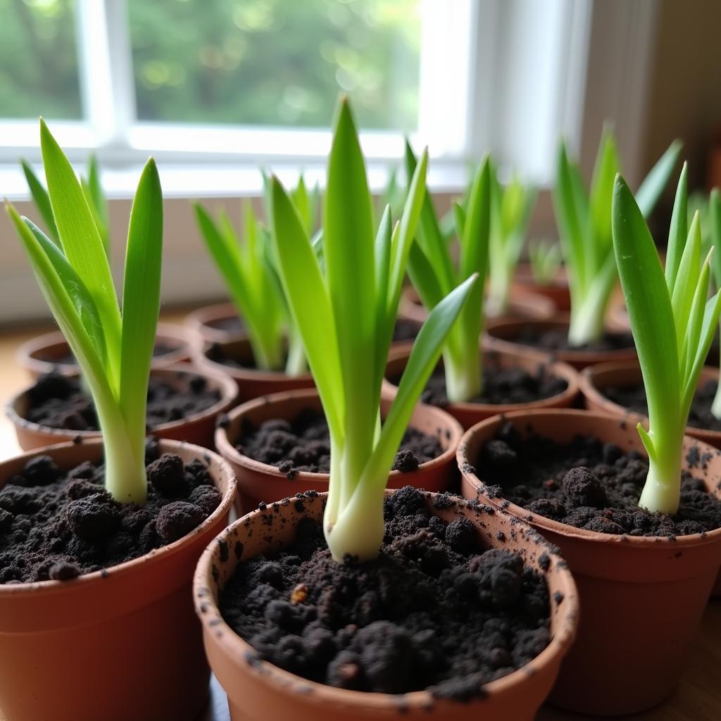 Society Garlic Seedlings in Pots