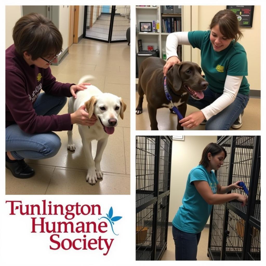 Volunteers at the Burlington Humane Society caring for animals